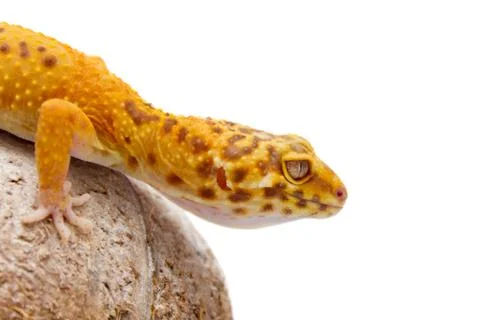 Leopard gecko pet Stock Photos