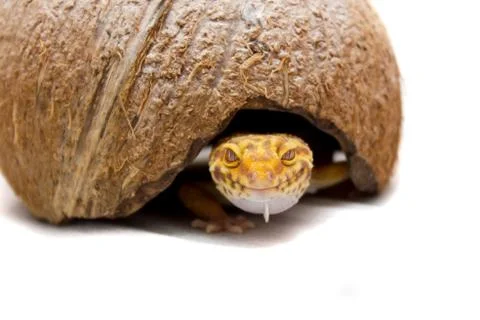 Leopard gecko pet Stock Photos