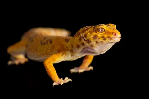 Leopard gecko pet Stock Photos