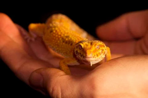 Leopard gecko pet Foto stock