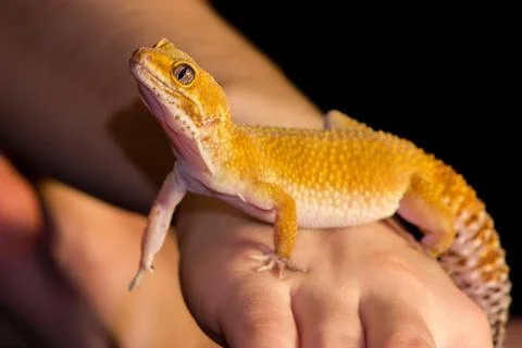 Leopard gecko pet Stock Photos
