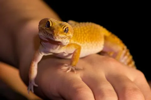 Leopard gecko pet Stock Photos