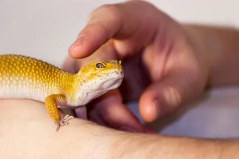 Leopard gecko pet Stock Photos