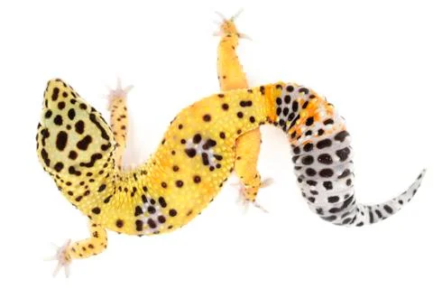 Leopard gecko Stock Photos