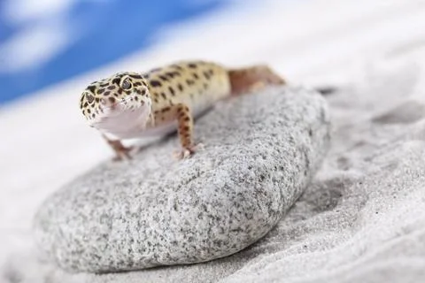 Leopard Gecko Stock Photos