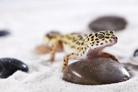 Leopard Gecko Stock Photos