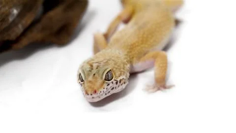 Leopard gecko Stock Photos