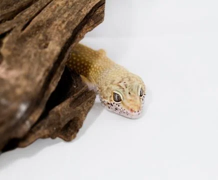 Leopard gecko Foto stock