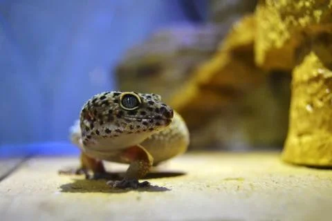 Leopard gecko Stock Photos