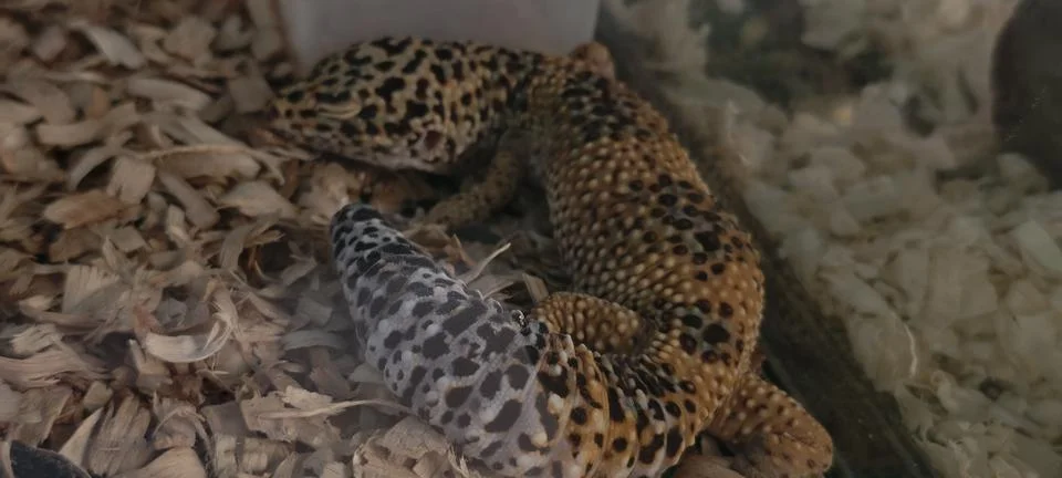 Leopard gecko Stock Photos