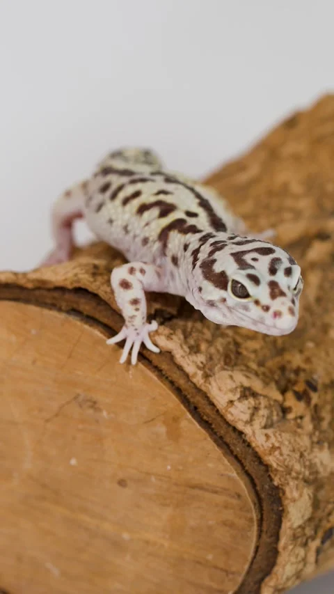 Leopard Gecko Placed on a Wood Log by a Human Hand Stock Footage 325014034
