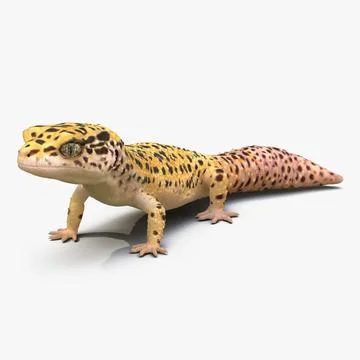 Leopard Gecko Pose 2 3D Model