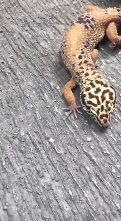 Leopard Gecko Reptile Stock Footage 234067445