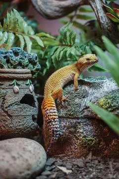 Leopard Gecko Resting Beside Decorative Ornament in Terrarium Habitat 스톡 사진