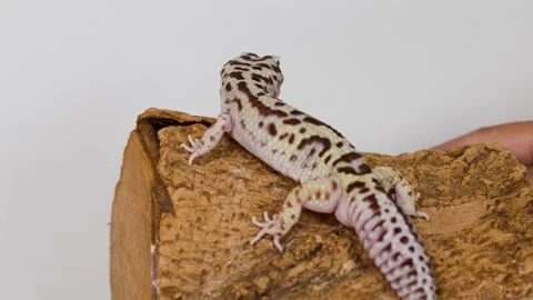 Leopard Gecko Resting on a Cork Bark Log with Human Interaction Stock Footage 325832110