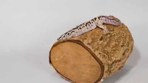 Leopard Gecko Resting on a Cork Log Against a White Background Stock Footage 326292368