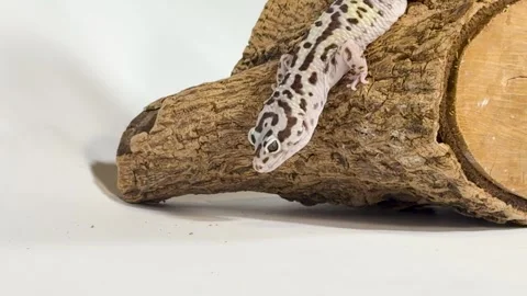 Leopard Gecko Resting on a Log Against a White Background Stock Footage 327830774