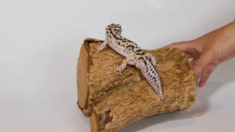 Leopard Gecko Resting on a Log with Human Hand Interaction Stock Footage 325163929