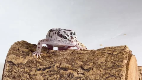 Leopard Gecko Resting on a Textured Log Against a White Background Stock Footage 327629245