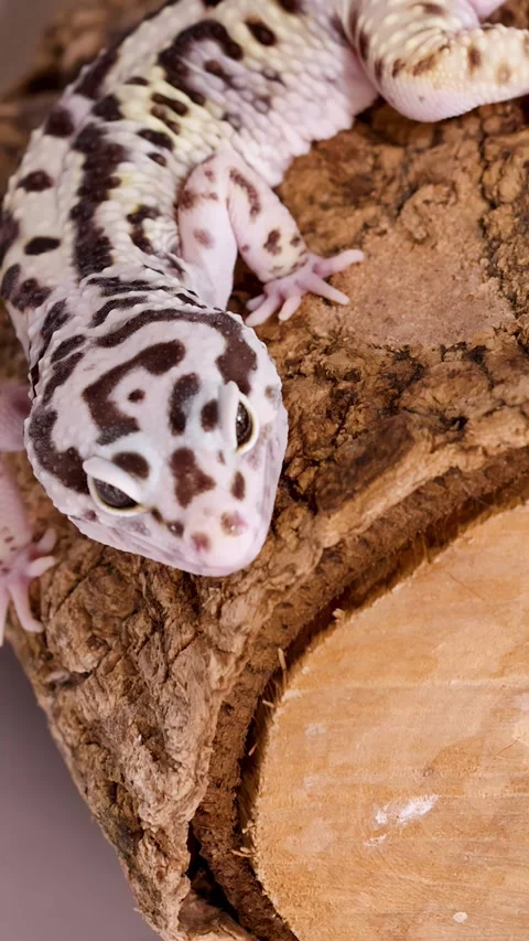 Leopard Gecko Resting on a Textured Wood Log Close Up Stock Footage 328564739