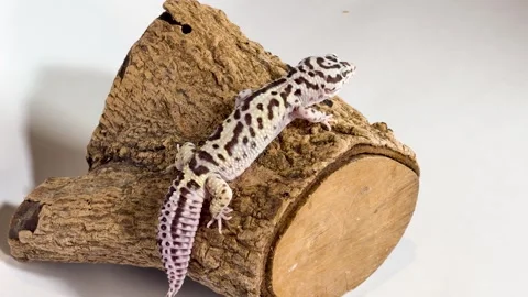 Leopard Gecko Resting on a Tree Branch in Studio Lighting Stock Footage 327637816