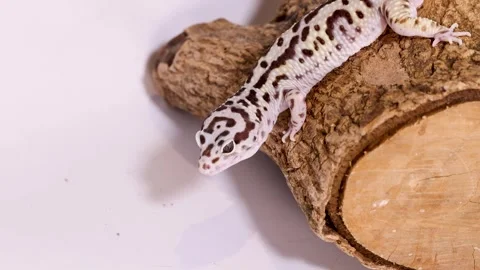 Leopard Gecko Resting on a Tree Branch Against a White Background Stock Footage 328068030