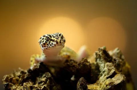 Leopard Gecko on Rough Textured Surface Stock Photos