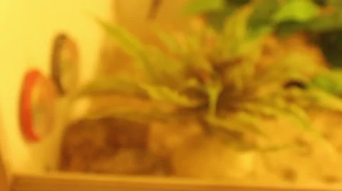Leopard Gecko Shedding Stock-Footage 43234533