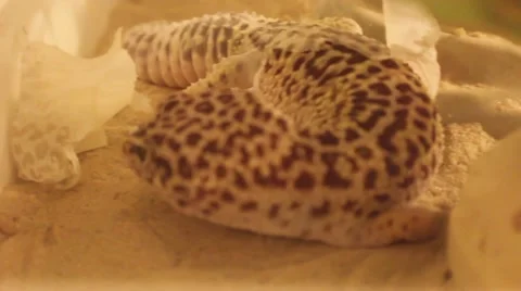 Leopard Gecko Shedding Stock-Footage 43235384