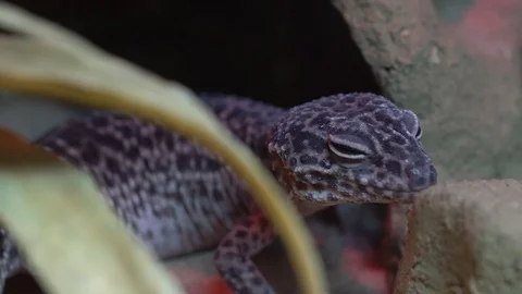 Leopard gecko sleeping Stock Footage 104312006