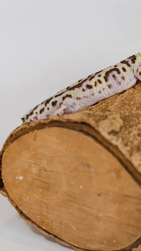 Leopard Gecko Slowly Crawling Across a Wooden Log on White Background Stock Footage 325178630