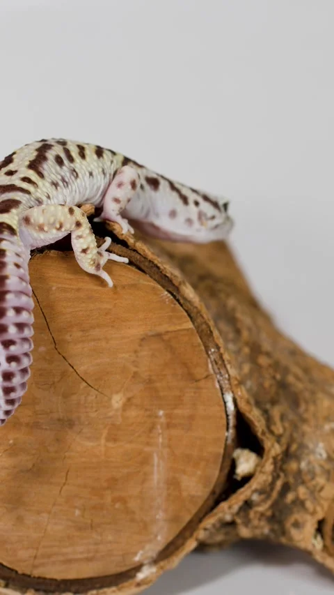 Leopard Gecko Slowly Crawling Over a Wooden Log Against White Background Stock Footage 325299372