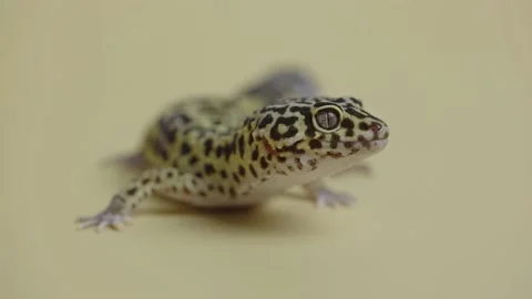Leopard gecko standard form, Eublepharis macularius on a beige background Stock Footage 159013780