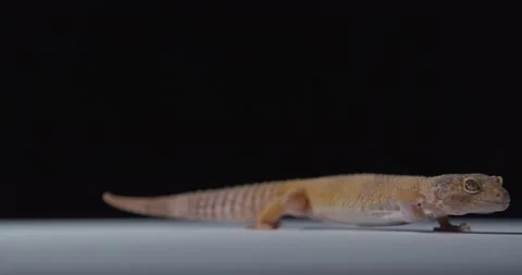 Leopard gecko is walking on white floor, adorable wild lizard, small pet, 4k Stock Footage 158294020