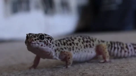 LEOPARD GECKO WANDERING Stock-Footage 43232809