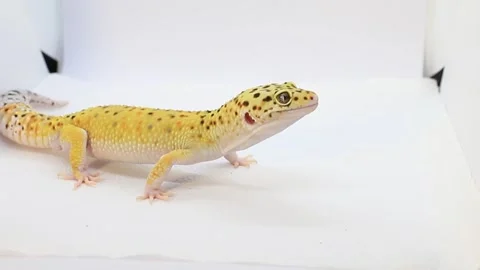 Leopard gecko on a white background, macro video of the animal. Place for te Stock Footage 288215114