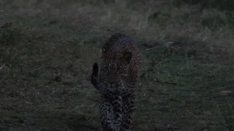 Leopard gets up and walks close at dusk Stock Footage 150334337