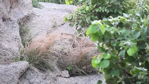Leopard getting up and out of the foliage in Jawai national park Stock Footage 280113317