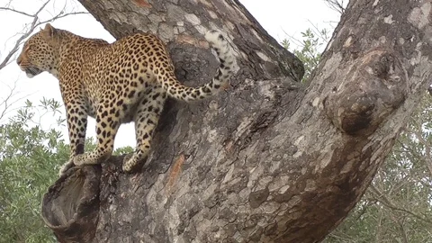 Leopard getting down from a tree Stock Footage 107440109