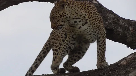 Leopard getting down from a tree Stock Footage 107440132