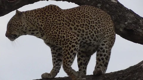 Leopard getting off a tree Stock Footage 107441017