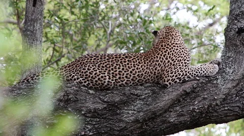 Leopard getting up walking along tree branches Stock Footage 65419543