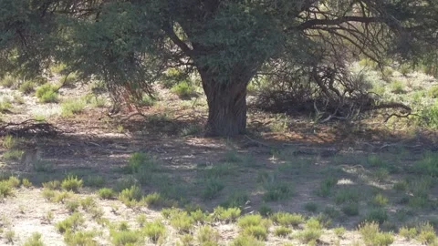 Leopard Goes Under A Tree - Kalahari South Africa Stock Footage 273032422
