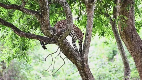 Leopard going a step down on a tree in Bandipur national park Video stock 279071600