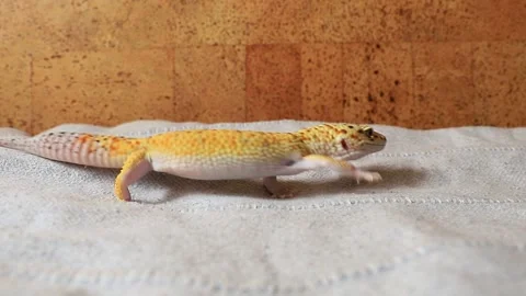 Leopard goukon side view. Lizard in a home environment Stock Footage 312515361