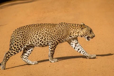 Leopard gracefully walking on the orange sandy road. Stock Photos