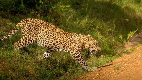 Leopard gracefully walking on the orange sandy road. Stock Photos