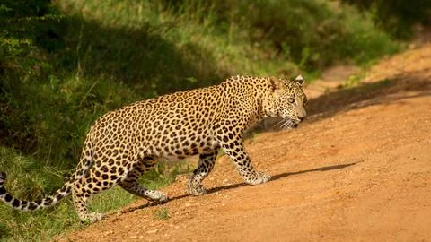 Leopard gracefully walking on the orange sandy road. Stock Photos