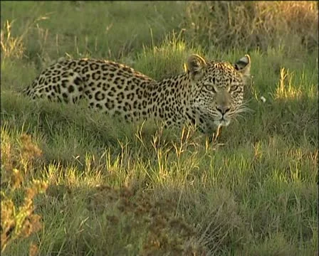 A Leopard in the grass Stock Footage