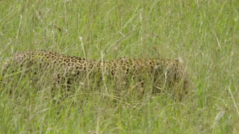 Leopard in the grass Stock Footage
